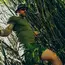 Шорты Helikon-Tex Cargo Shorts